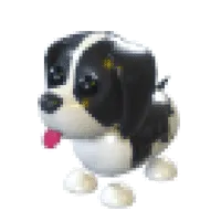 Black Springer Spaniel