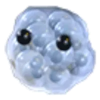 Frogspawn
