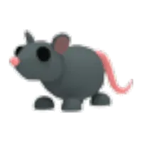 Rat