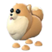 Pomeranian