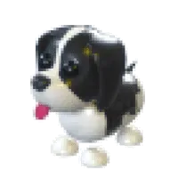 Black Springer Spaniel