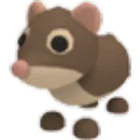 Shrew
